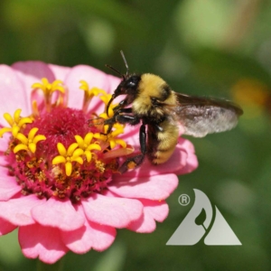 A bumblebee rests on a zinnia flower.