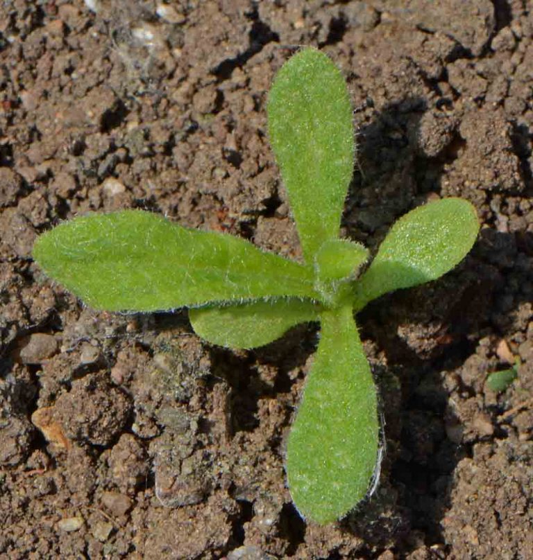 Strawflower, Tall Mixed (Helichrysum bracteatum) Applewood Seed Company