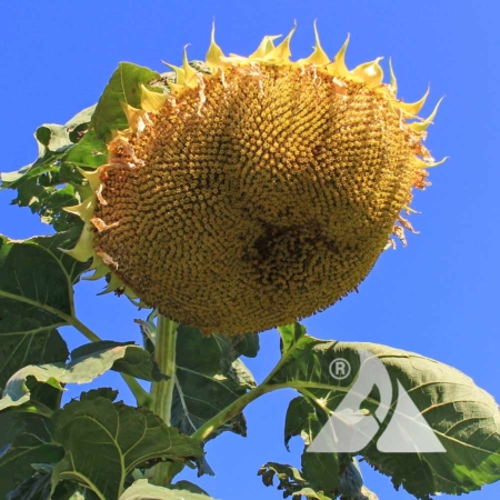 Sunflower 'Mongolian Giant' (Helianthus annuus)