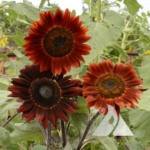 Sunflower 'Midnight Rouge' (Helianthus annuus)