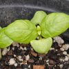 Sweet Basil, Genovese Type (Ocimum basilicum)