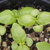 Sweet Basil 'Italian Leaf (Ocimum basilicum)