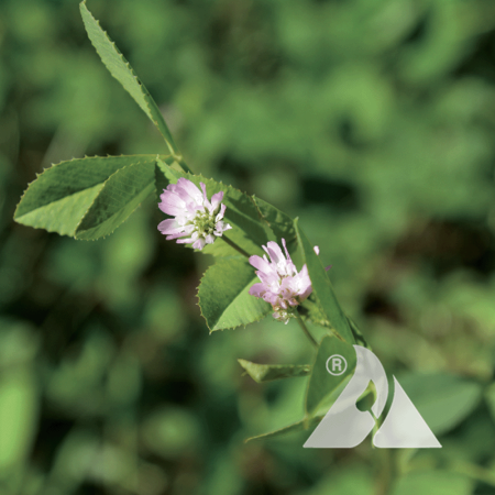 Pink Persian clover flowers