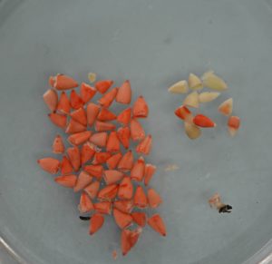 Tetrazolium Test for Viability