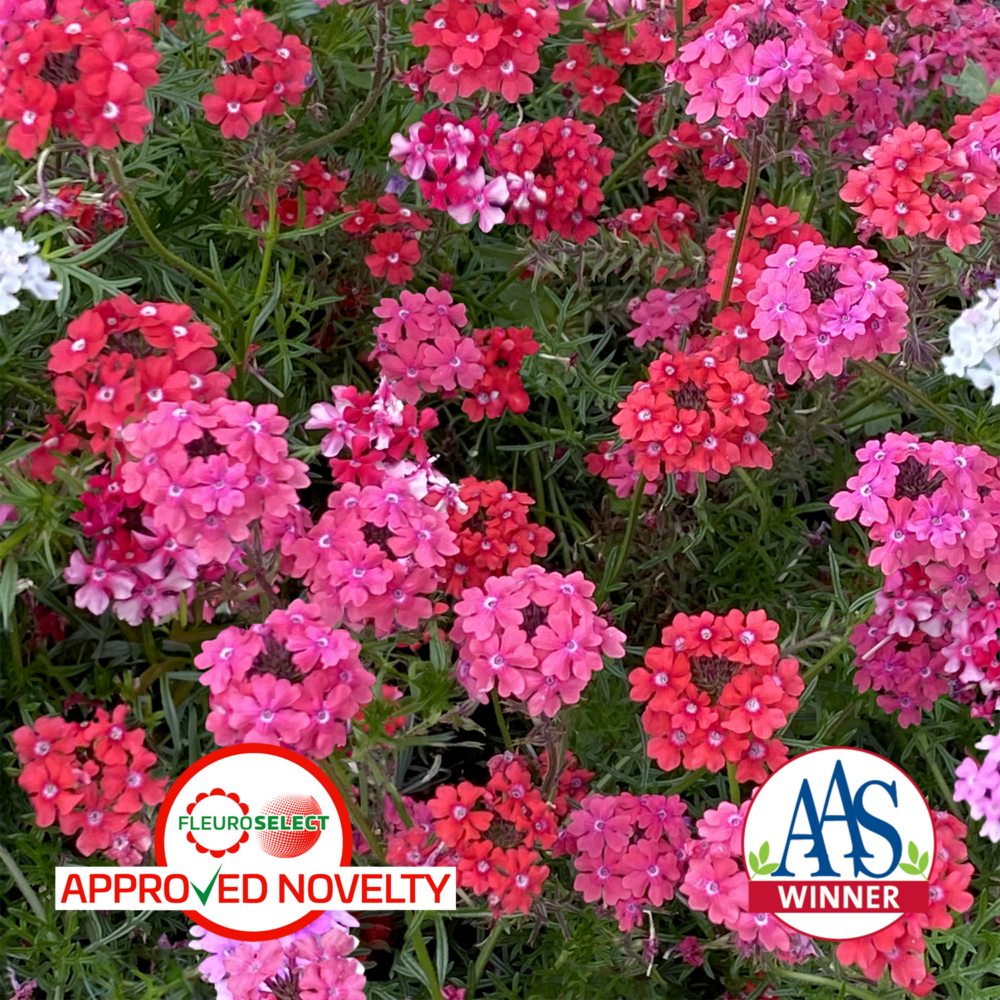 Applewood Seed Co. Unveils Verbena 'Sweetheart Kisses' A Stunning All