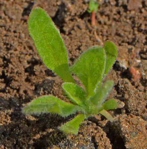 Winged Everlasting (Ammobium alatum)