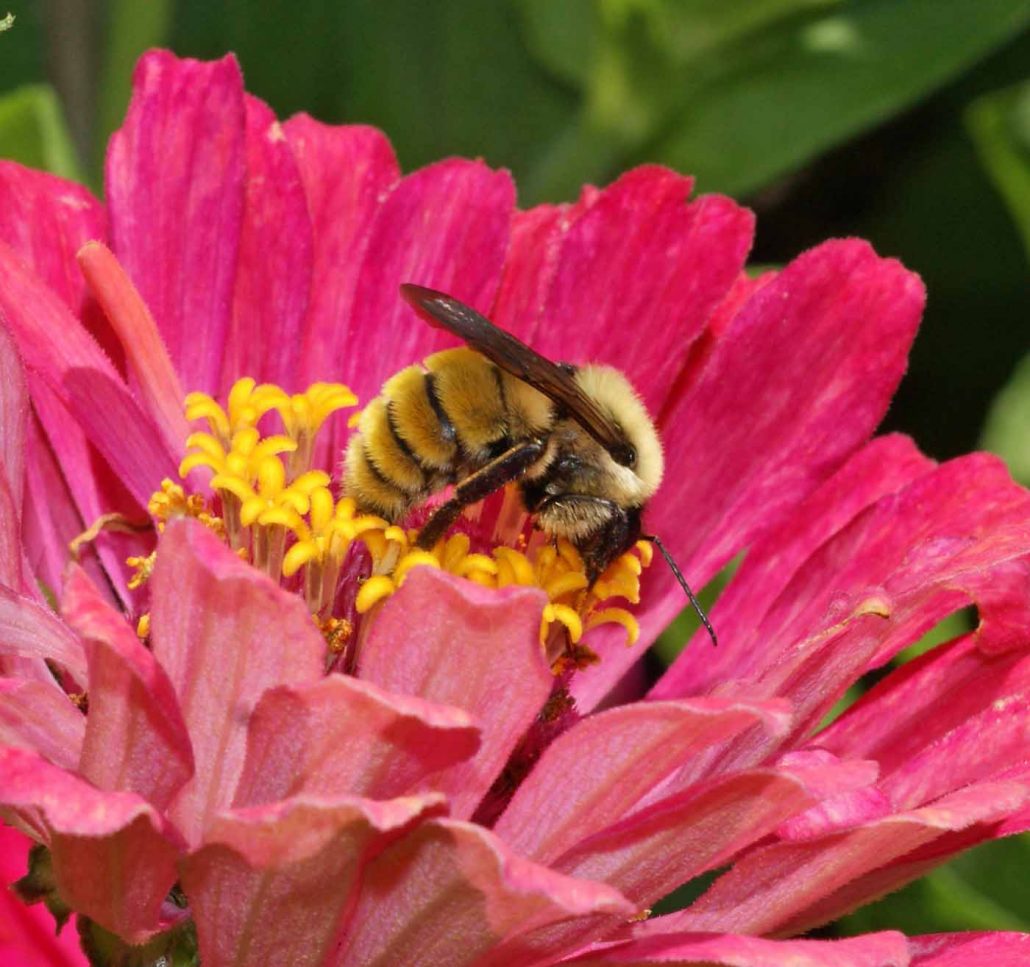 Bayer’s Feed a Bee Program Has Reached the 50-State Milestone ...