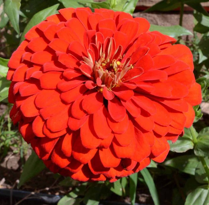 Zinnia Envy (Zinnia elegans) Applewood Seed Company