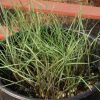 Wheatgrass, Bluebunch (Pseudoroegneria spicata)